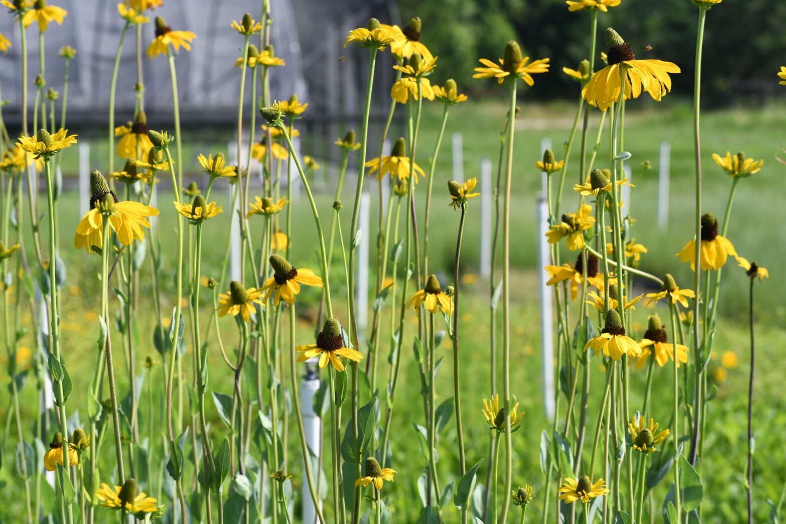 Rudbeckia maxima, commonly called great cone flower, is a North American native perennial that thrives in moist rich well drained soil in full sun.