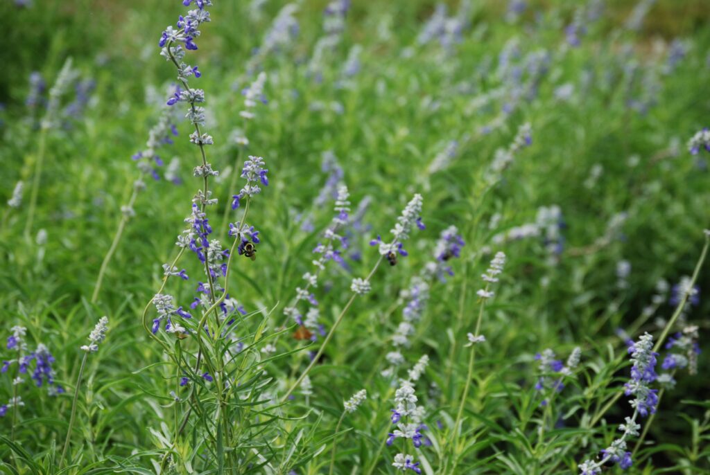 Salvia farinacea, commonly called mealycup sage, is a North American native perennial that thrives in moist soils in full sun.