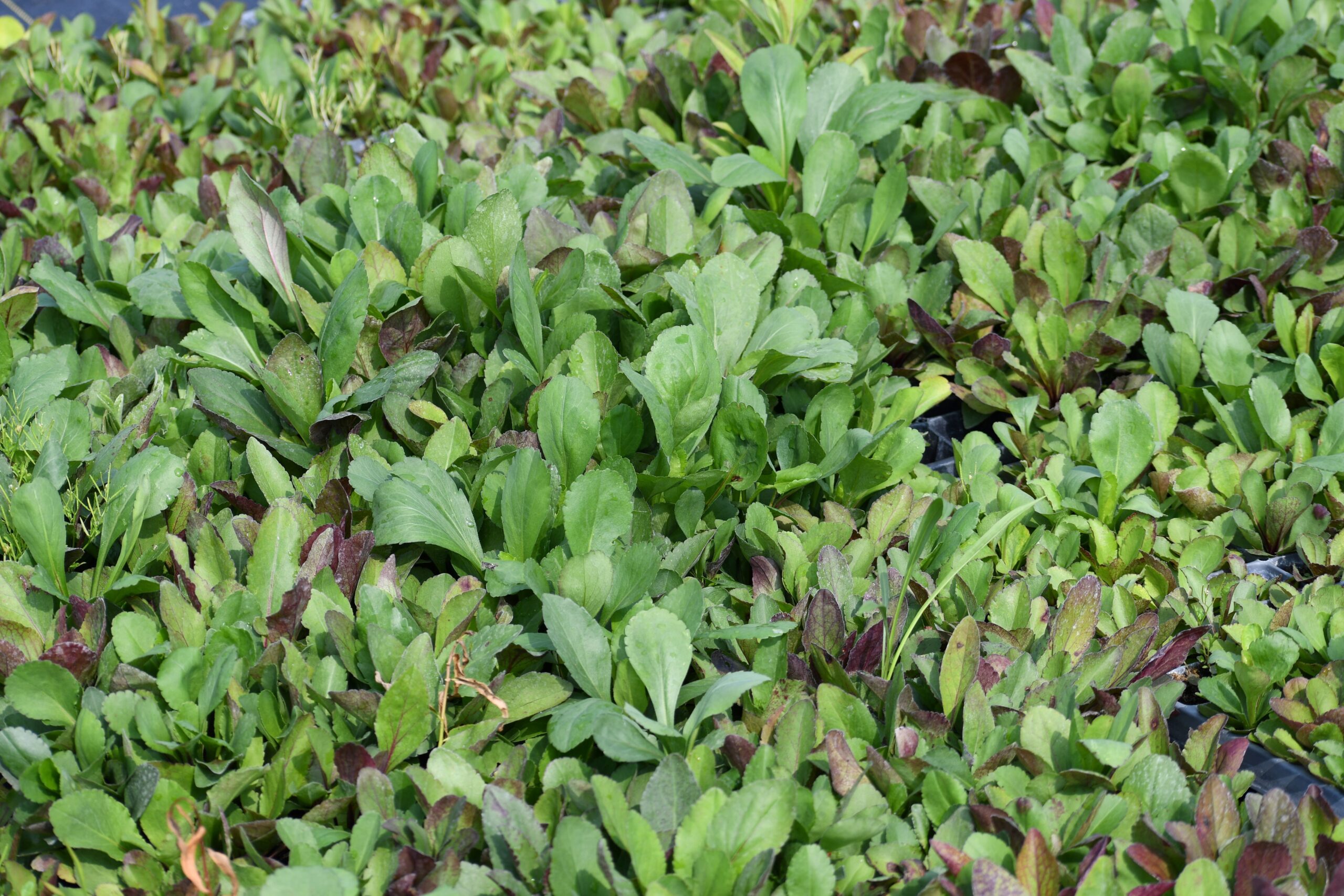 Solidago speciosa (showy goldenrod) - Charleston Aquatic and ...