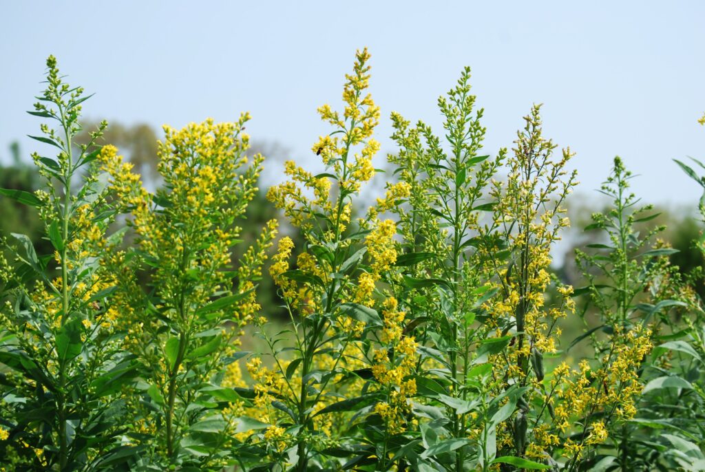 Solidago speciosa 2