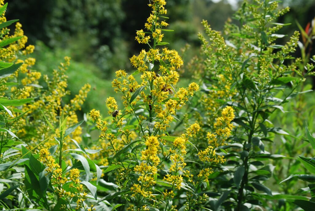 Solidago speciosa commonly called Showy Goledenrod