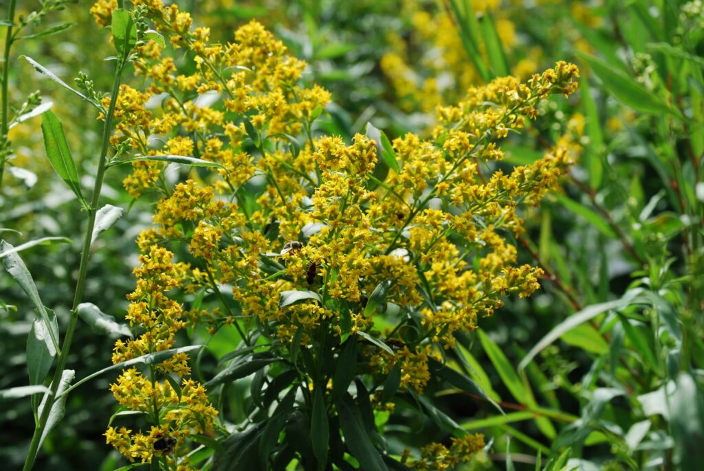 Solidago speciosa 4