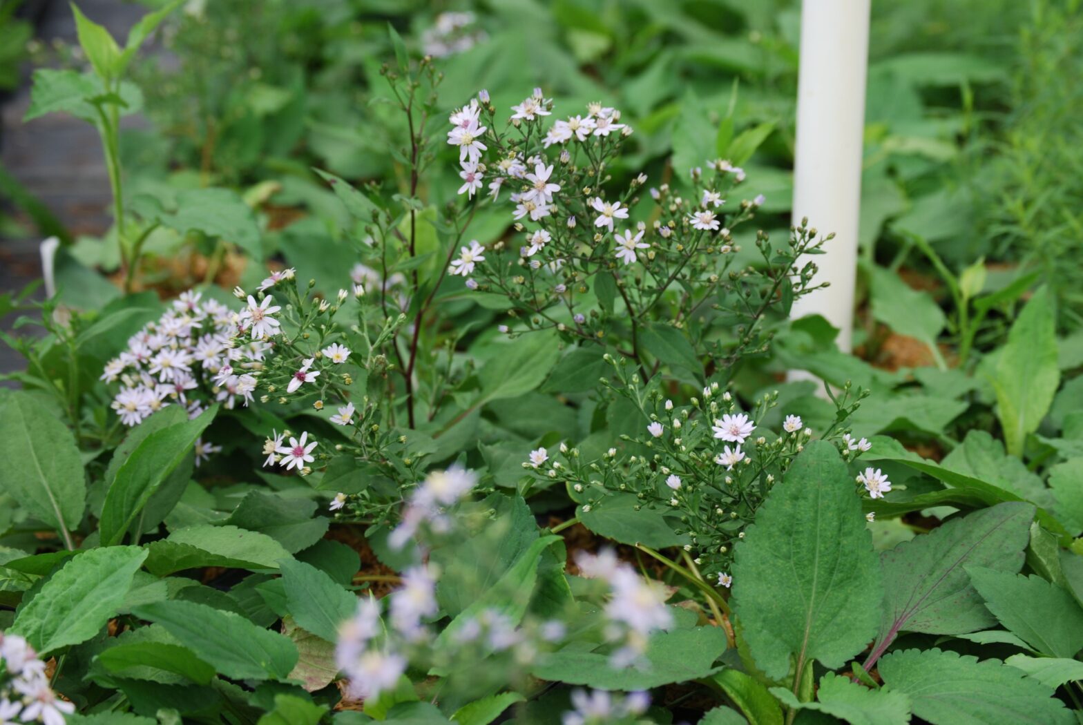 Aster cordifolius is a North American native perennial