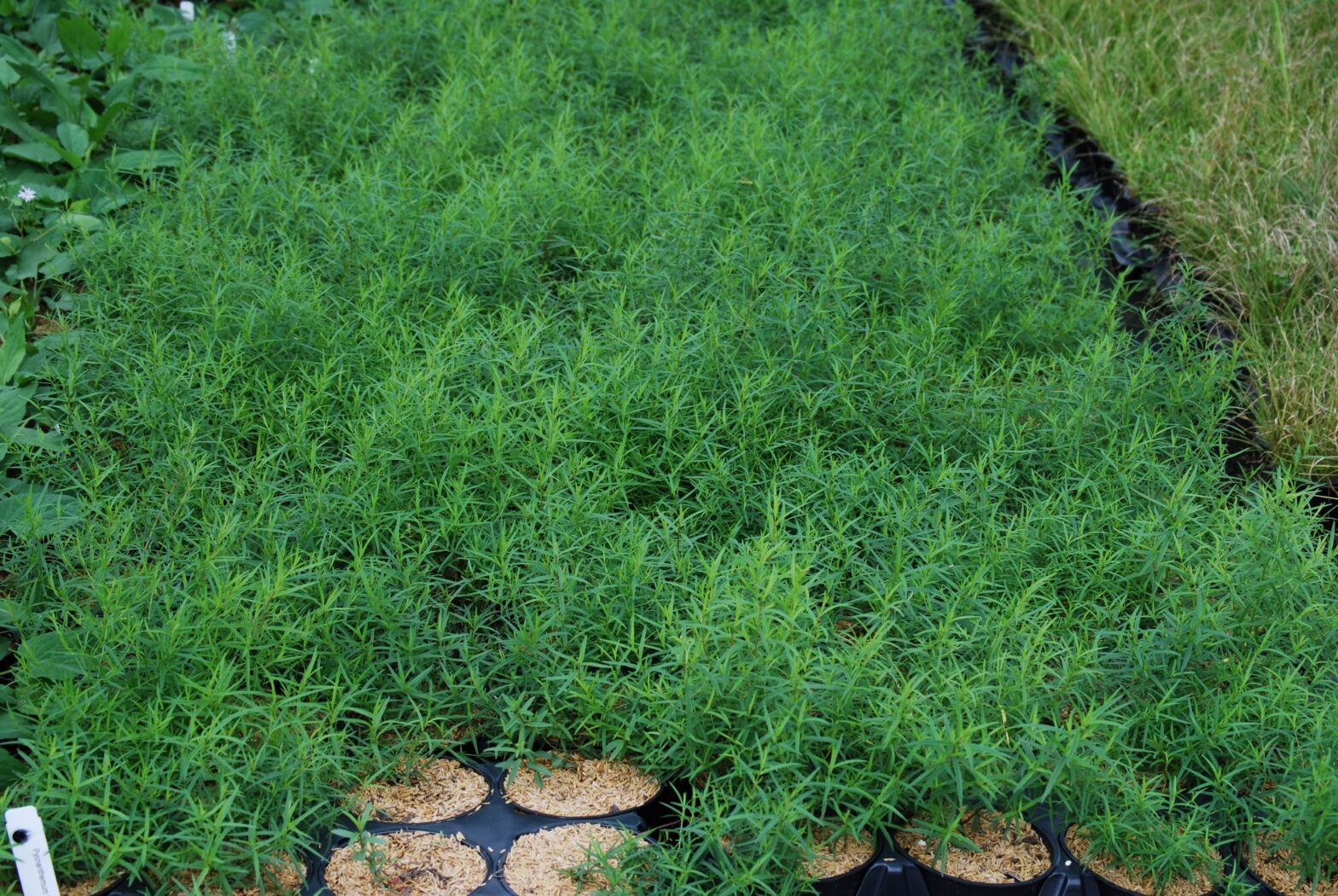 Pycnanthemum tenuifolium is a North American native perennial.