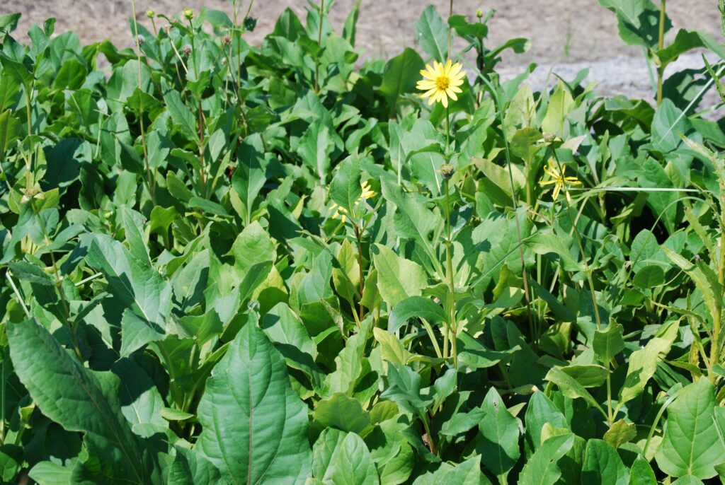 Silphium perfoliatum commonly called Cup Plant.