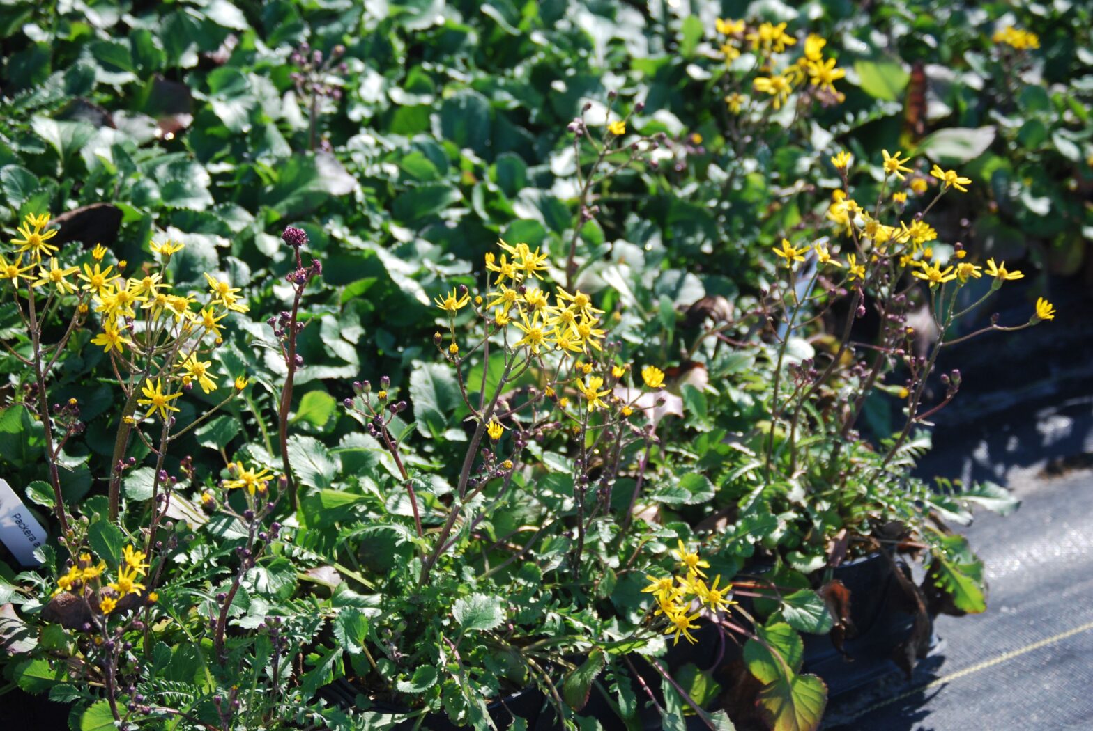  Packera aurea is commonly called golden ragwork. This North American native perennial thrives in medium to wet soils in full sun to part shade.