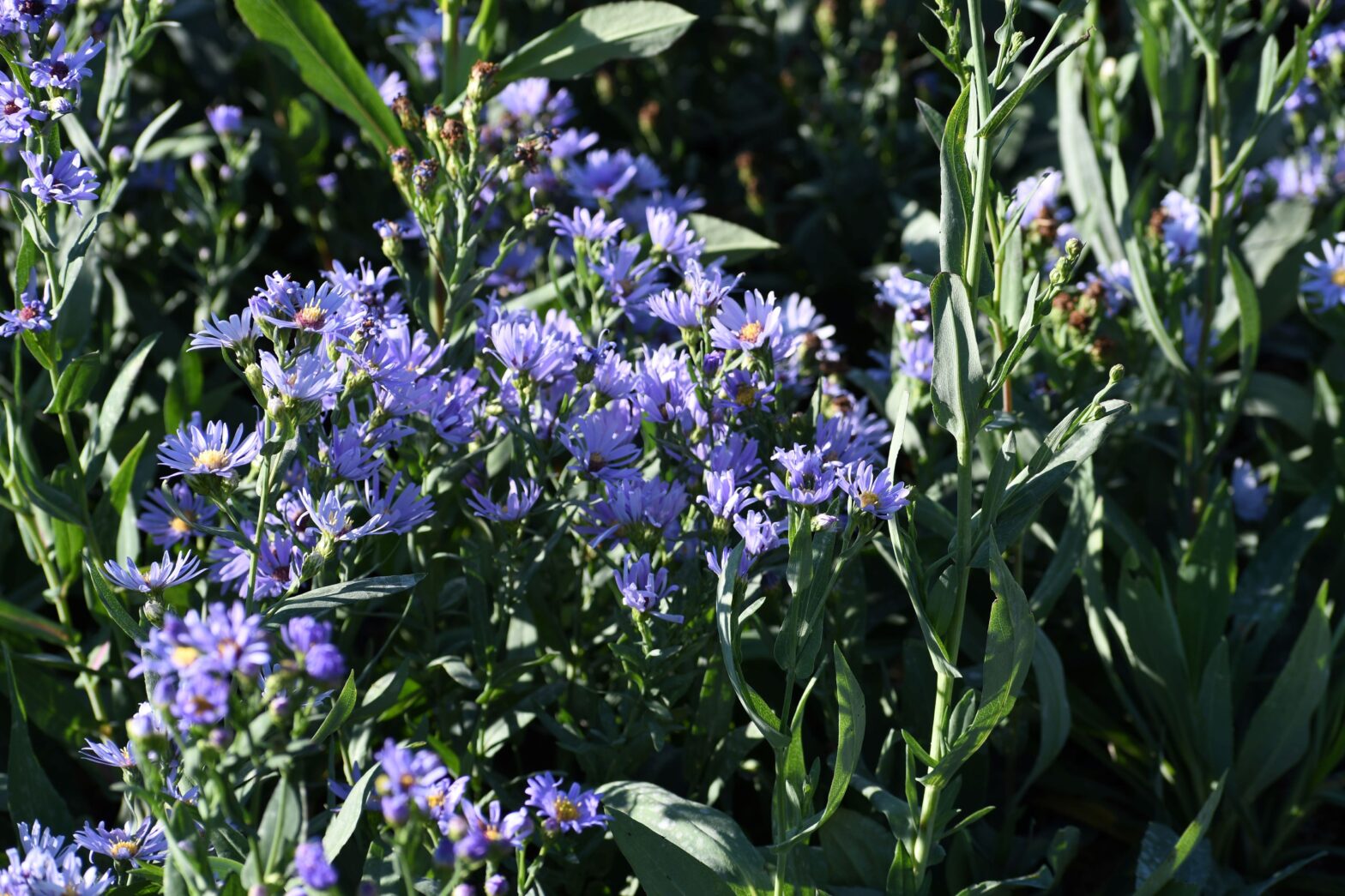 Aster 'Symphyotrichum' laevis, commonly called smooth blue Aster, is a North American native perennial that thrives in dry to medium moisture soils in full sun.