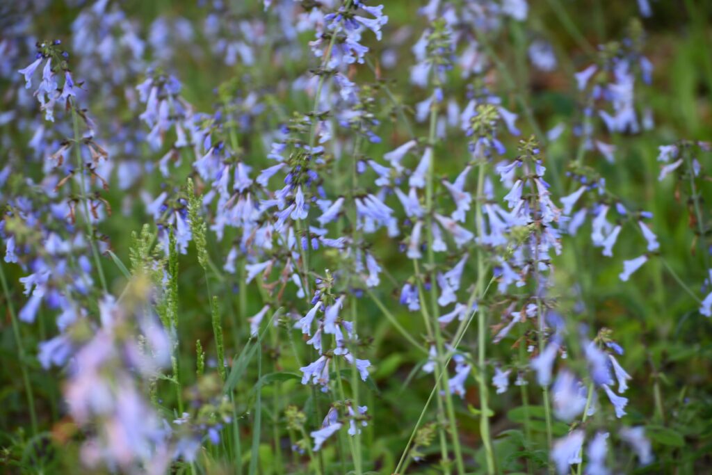 Salvia lyrata is a North American native perennial that thrives in medium to wet soils with full sun