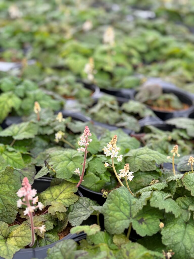 Tiarella cordifolia, commonly called foam flower, is a North American native perennial that thrives in medium moisture well drained soils in