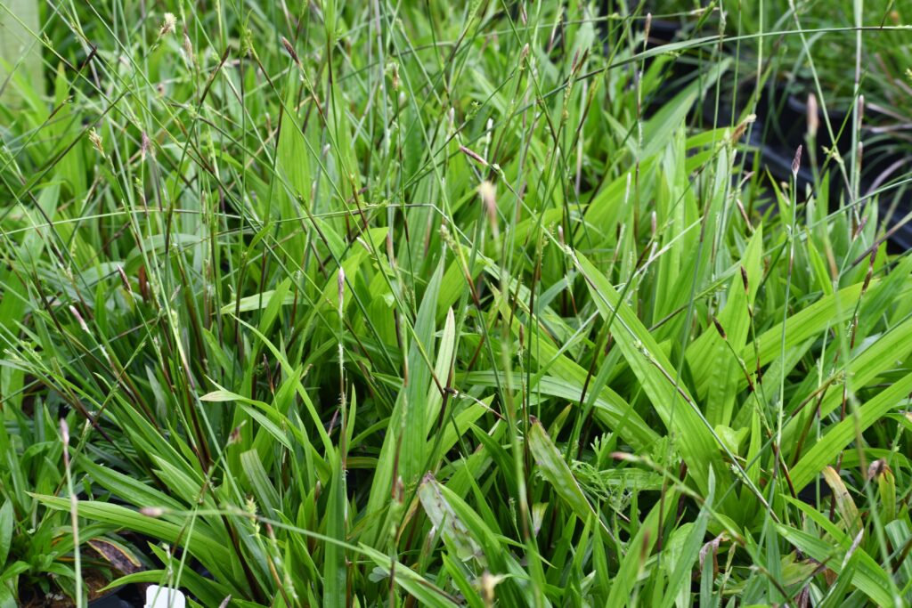 Carex plantiginea