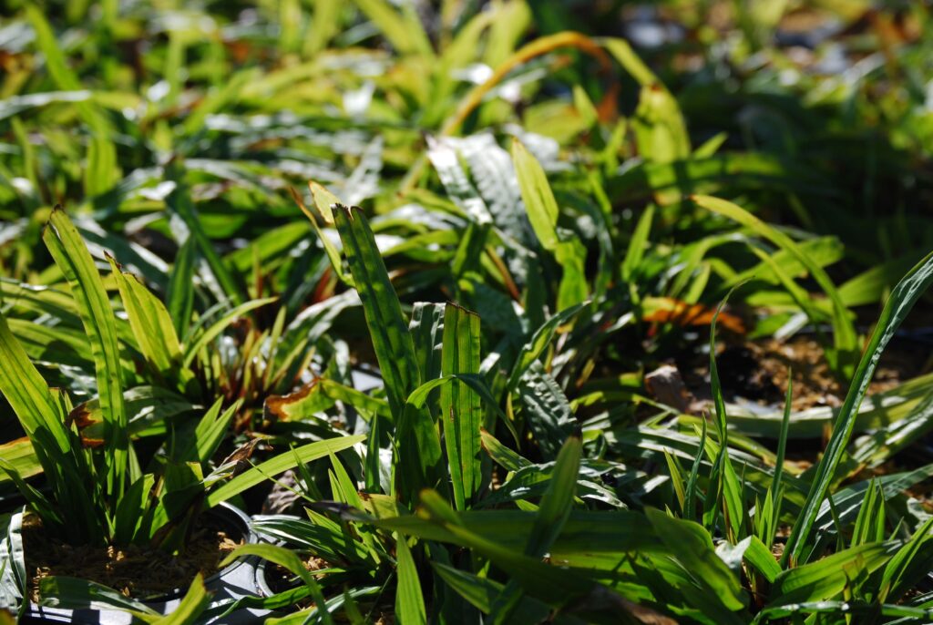  Carex plantiginea, commonly called plainleaf sedge, is a North American native that thrives on average to moist soil in part shade to full shade.