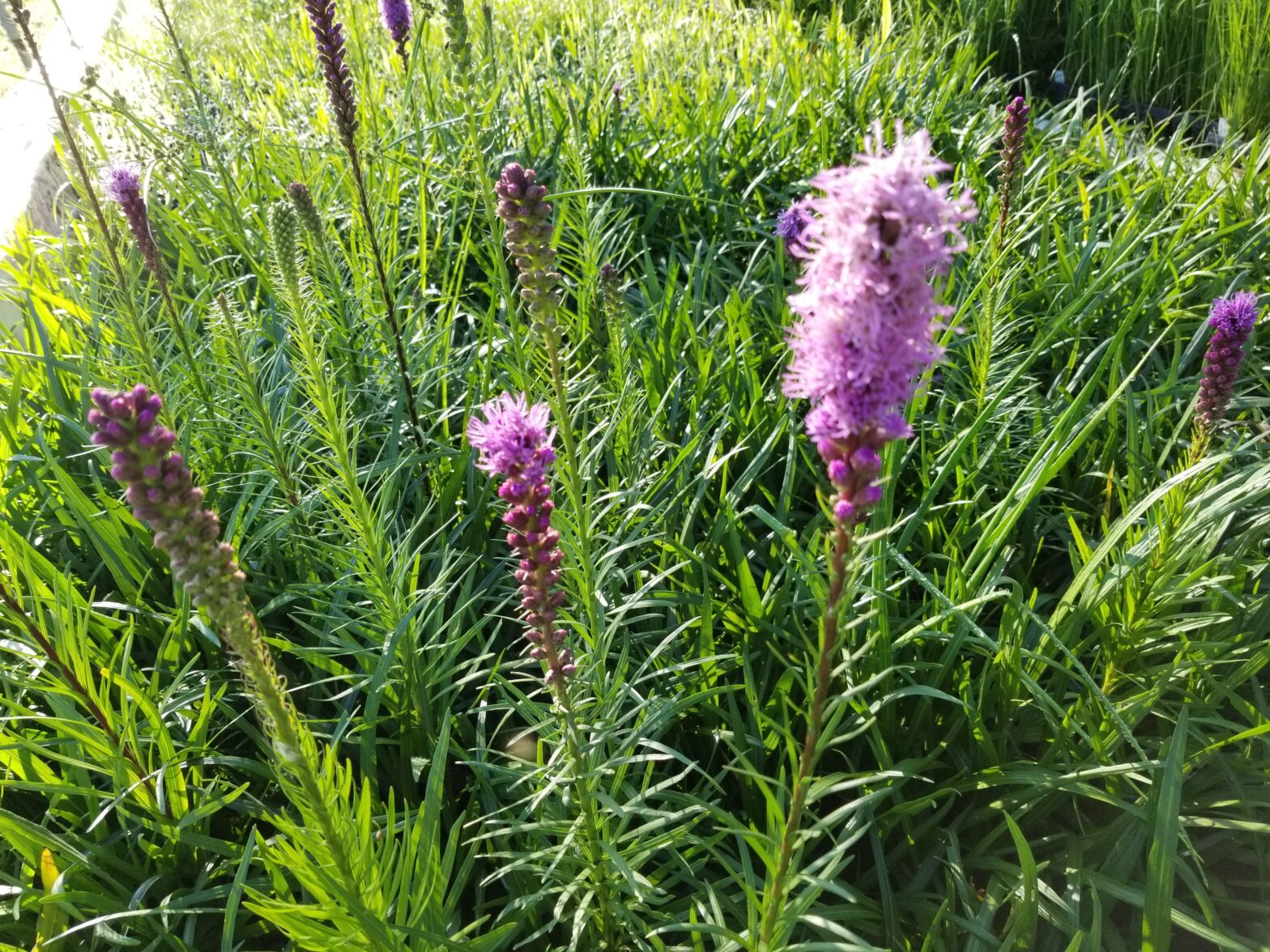 Liatris spicata, commonly called Blazing Star, is a North American native perennial