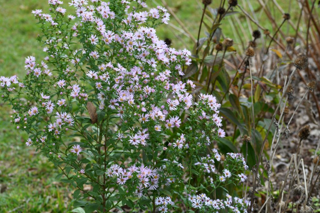 Aster (Symphyotrichum) elliottii, commonly called Elliott's Aster, is a North American native perennial that thrives in medium to moist soil in full sun.