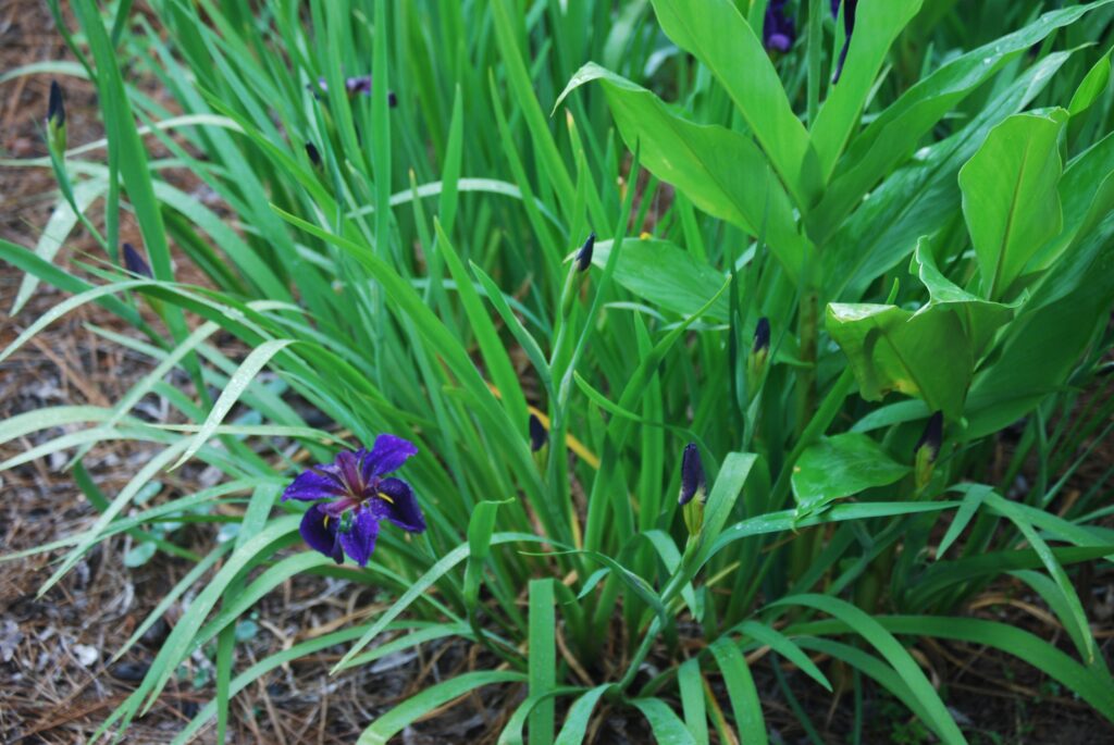 Iris Louisiana 'Black Gamecock' is a North American native Louisiana Iris cultivar.