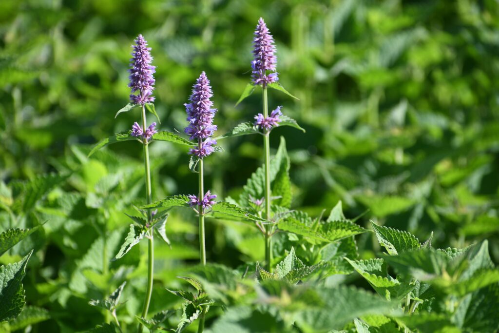 Agastache foeniculum, commonly called Anise Hyssop, is a North American native perennial that thrives in in dry to medium moist soils in full sun to part shade.