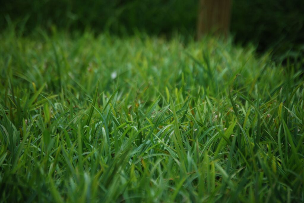 Carex flaccosperma, commonly called blue wood sedge, is a North American native sedge that thrives in medium to wet soil in partial shade to full shade.