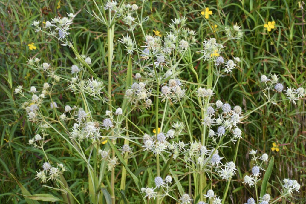 Eryngium aquaticum, commonly called bitter snakeroot, is a North American native perennial that thrives in medium to wet soil in full to partial shade.