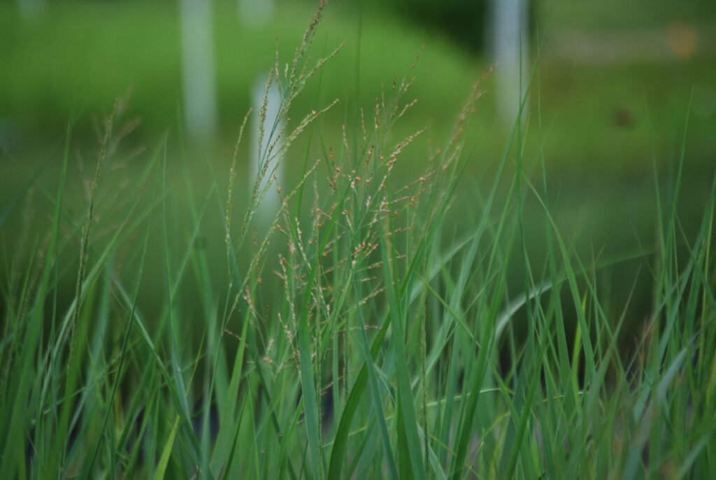 Panicum virgatum 'Northwind', commonly called Northwind switch grass, is a North American native ornamental grass that thrives in medium to wet soil in full sun to part shade.