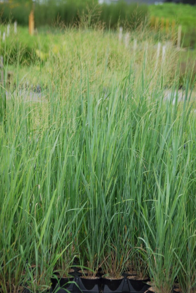 Panicum virgatum 'Northwind', commonly called Northwind switch grass, is a North American native ornamental grass that thrives in medium to wet soil in full sun to part shade.