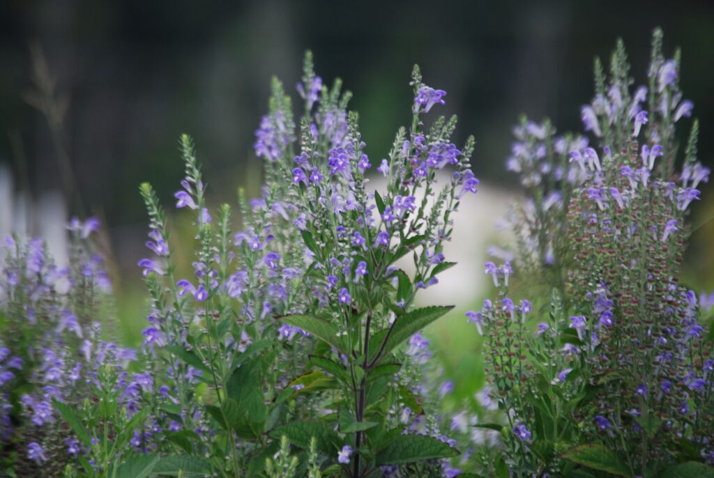 Scutellaria incana, commonly called hoary skullcap, is a North American native perennial that thrives in dry to medium well drained soil in full sun to partial shade.