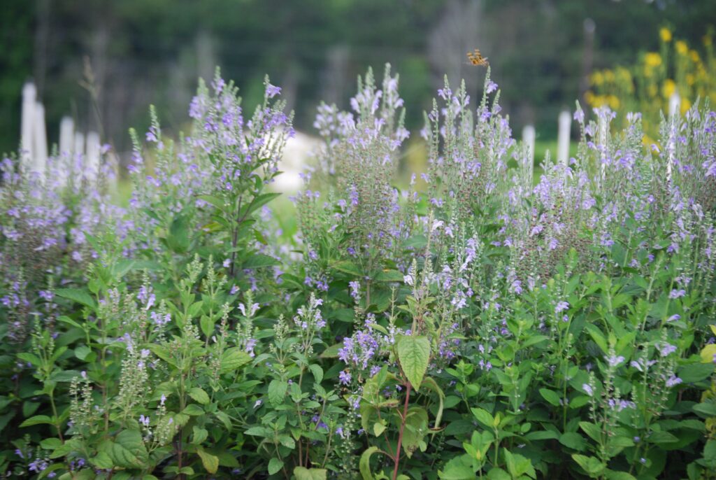 Scutellaria incana, commonly called hoary skullcap, is a North American native perennial that thrives in dry to medium well drained soil in full sun to partial shade.