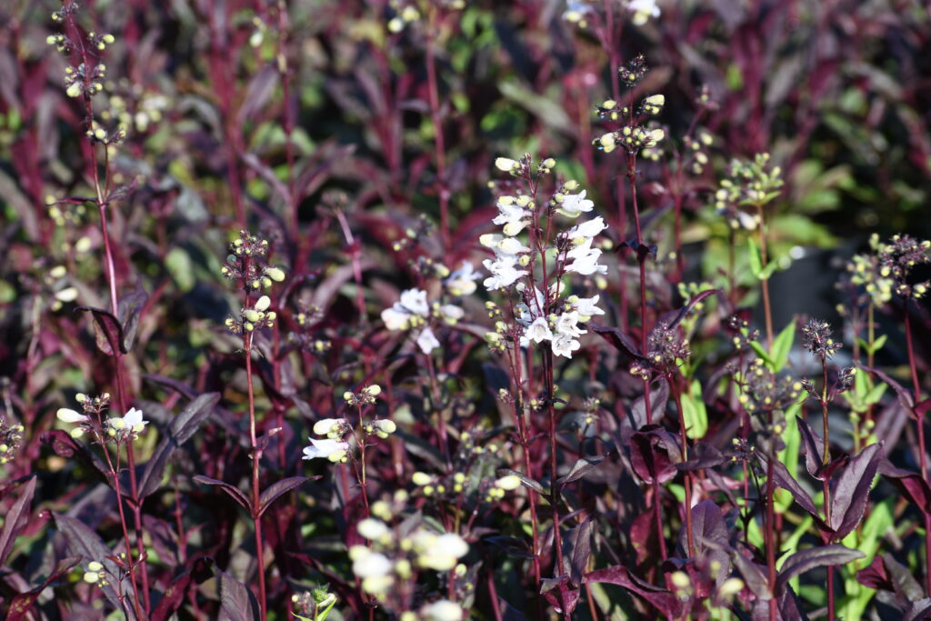 Penstemon digitalis 'Husker Red' is a North American native cultivar that thrives in dry to medium moisture soil in full sun.