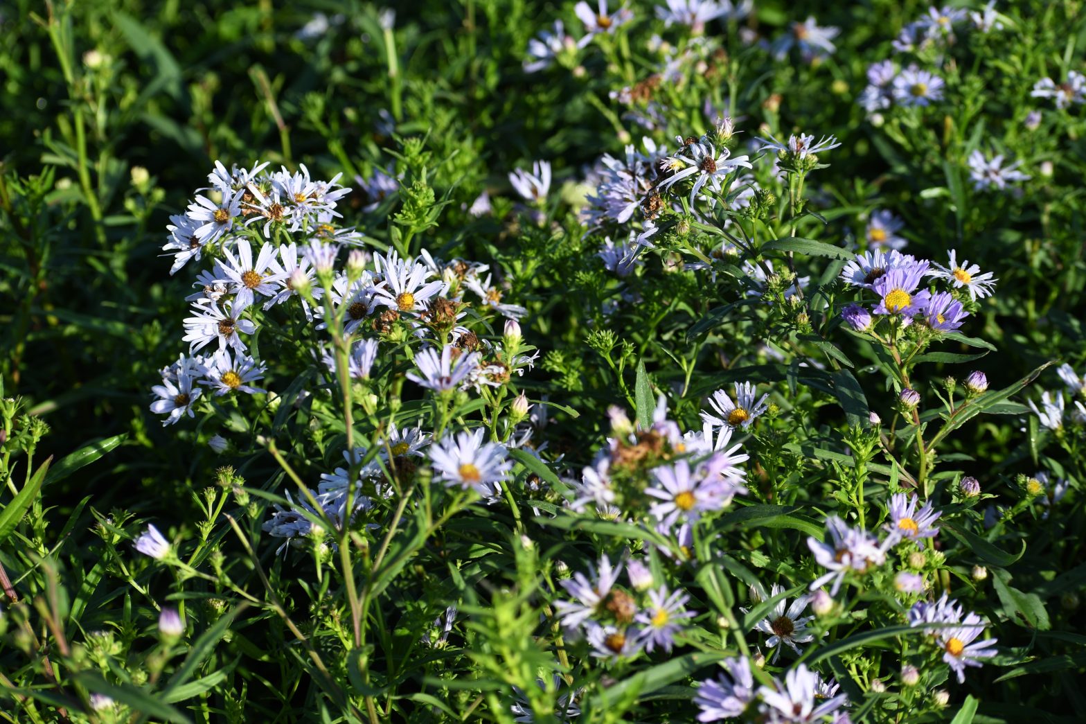 Aster novi-belgii, commonly called New York aster, is a North American native perennial that thrives in medium to moist soils in full sun to part shade.