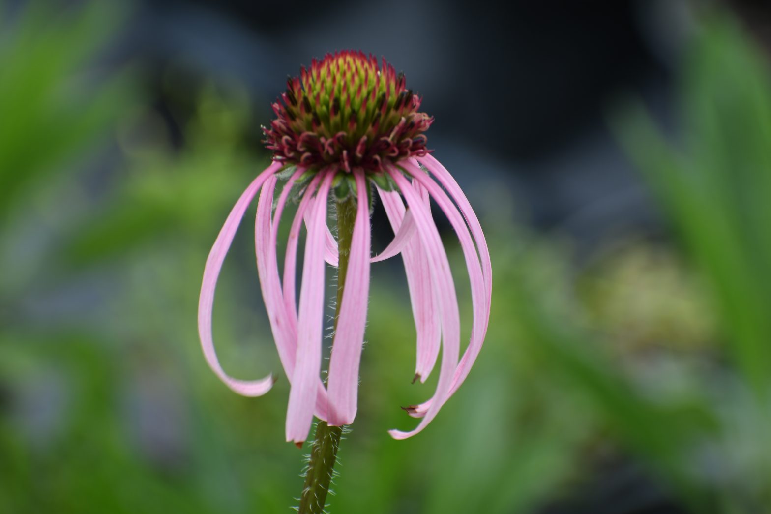 Echinacea pallida, commonly called pale purple coneflower, is a North American native perennial that thrives in medium to dry soil in full sun to part shade.