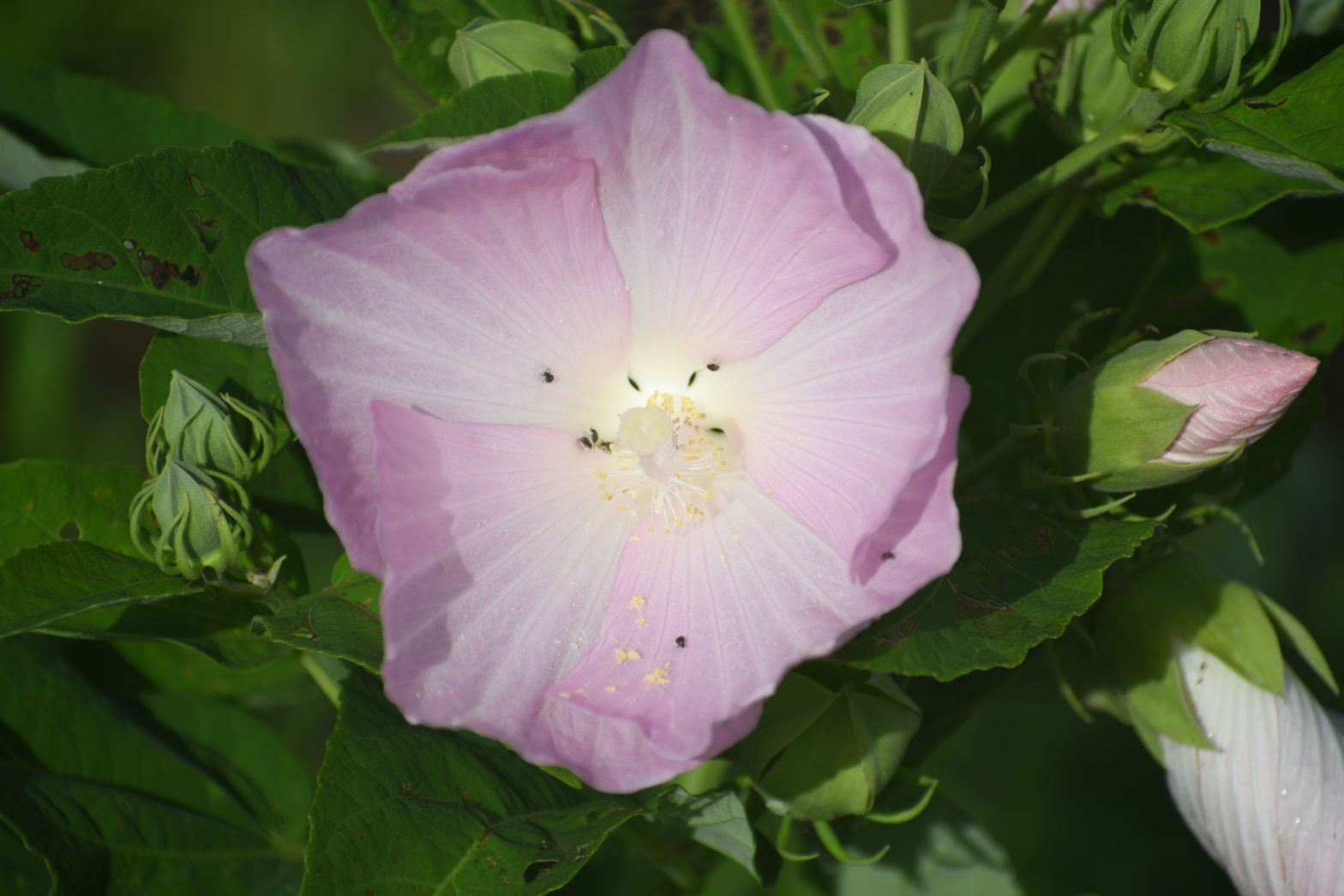 Hibiscus laevis, commonly called smooth rose mallow, is a North American native perennial that thrives in medium moisture to wet soil in full sun.