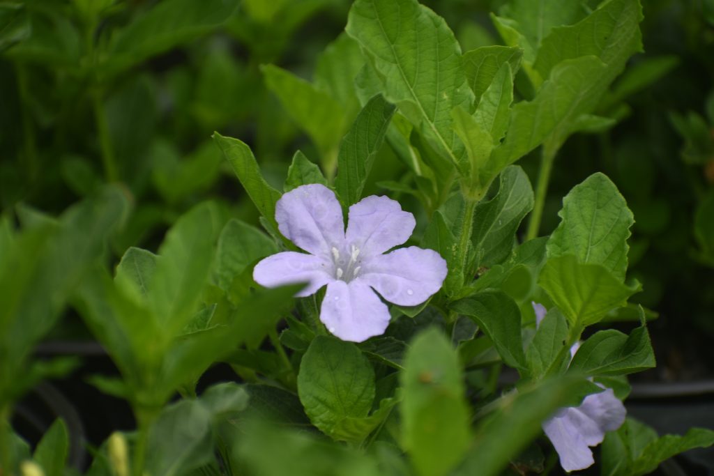 Ruellia caroliniensis, commonly called Carolina wild petunia, is a North American native perennial that thrives in moist to occasionally dry soil in part shade.