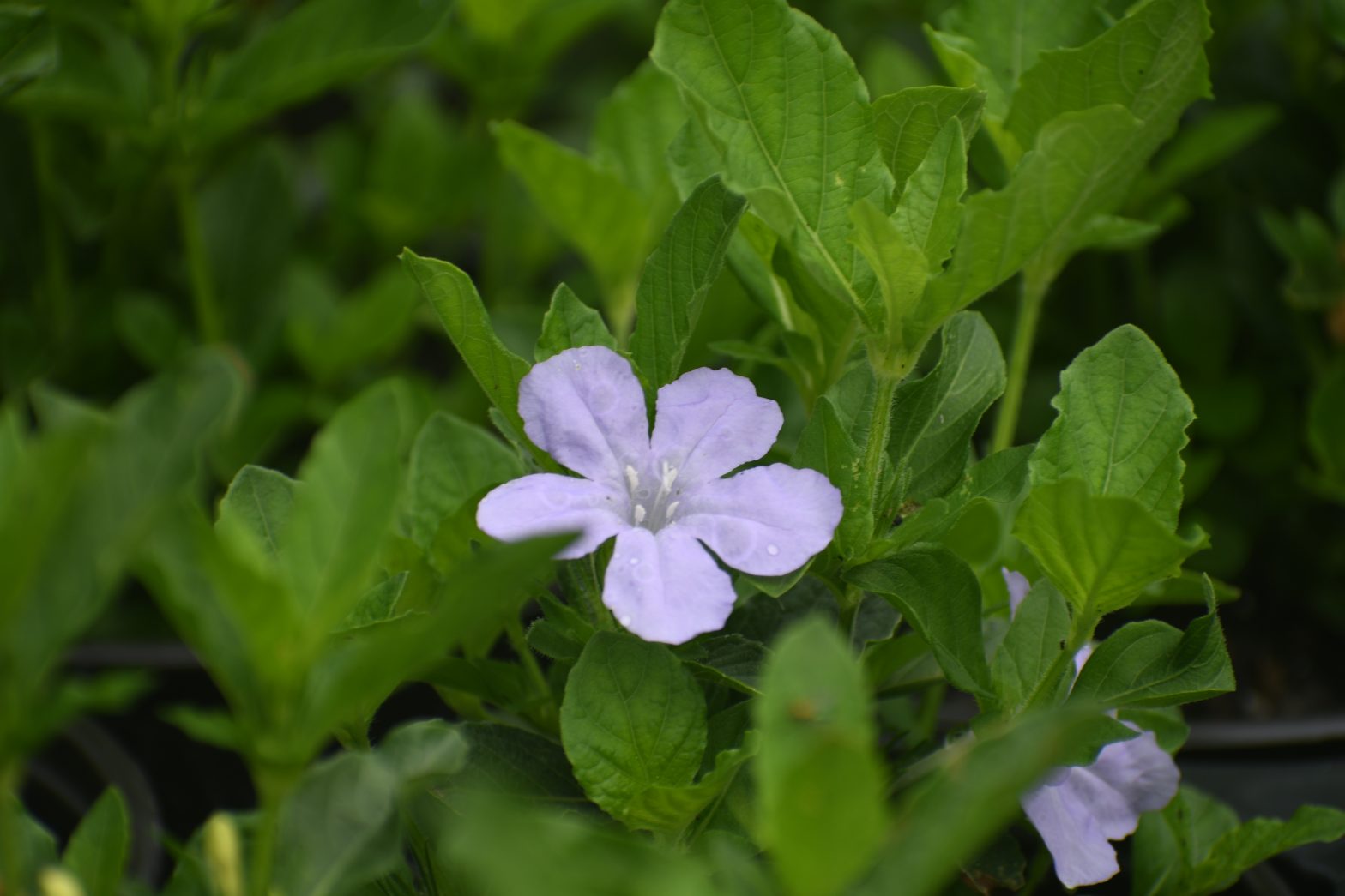 Ruellia caroliniensis, commonly called Carolina wild petunia, is a North American native perennial that thrives in moist to occasionally dry soil in part shade.