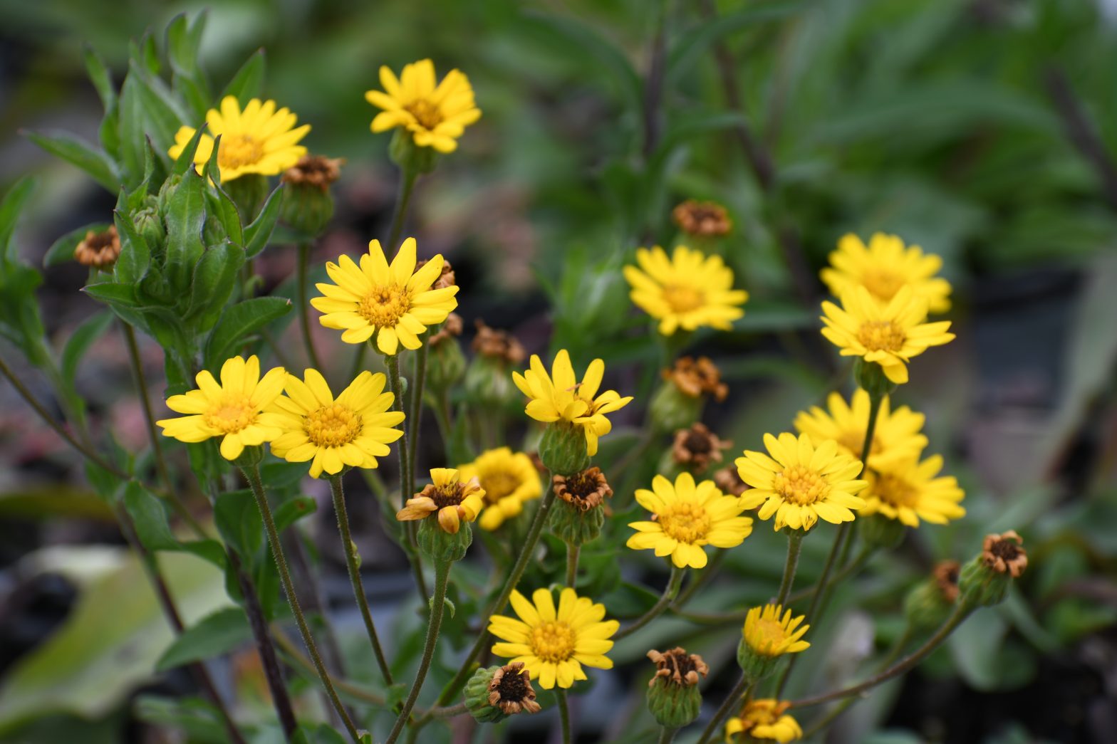 Chrysopsis mariana, commonly called Maryland goldenstar, is a North American native perennial that thrives in dry to medium moisture soil in full sun to part shade.