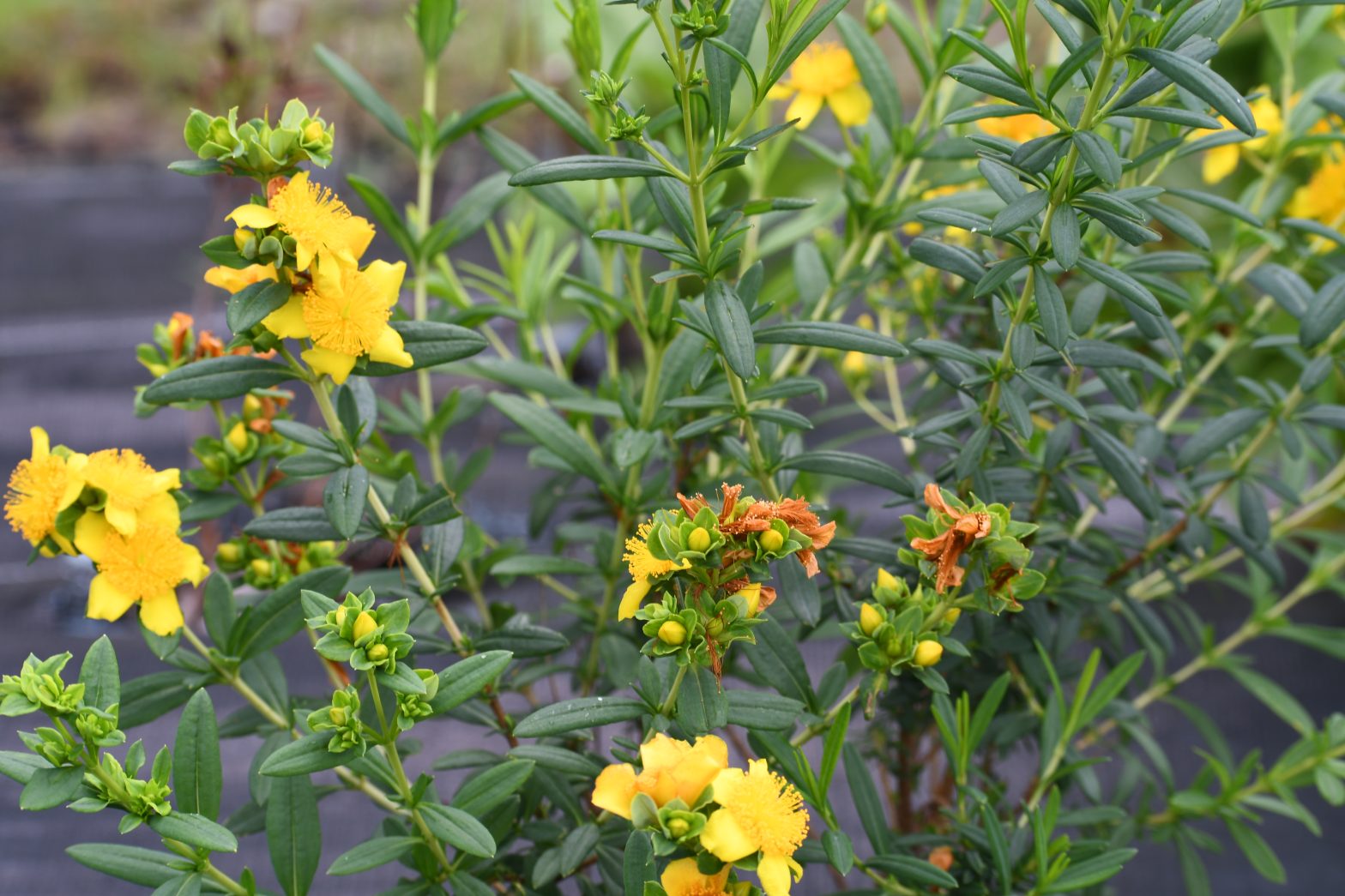 Hypericum prolificum, commonly called shrubby St. John's wort, is a North American native perennial that thrives in medium moisture soil in full sun to part shade.