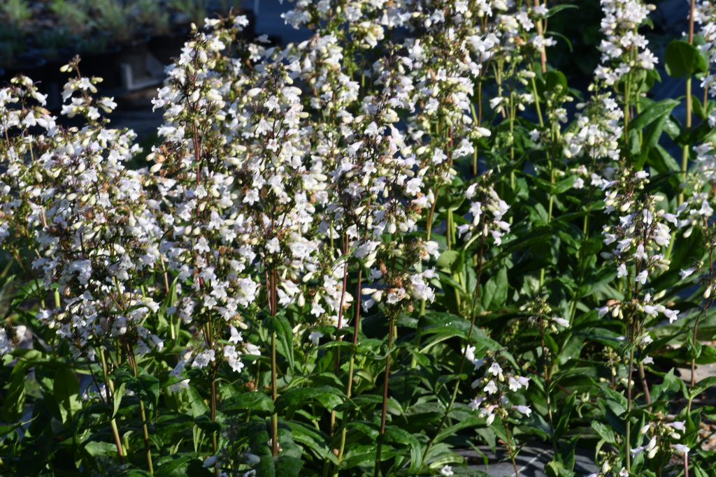Penstemon laevigatus, commonly called eastern beardtongue, is a North American native perennial that thrives in medium to dry soils in full sun.