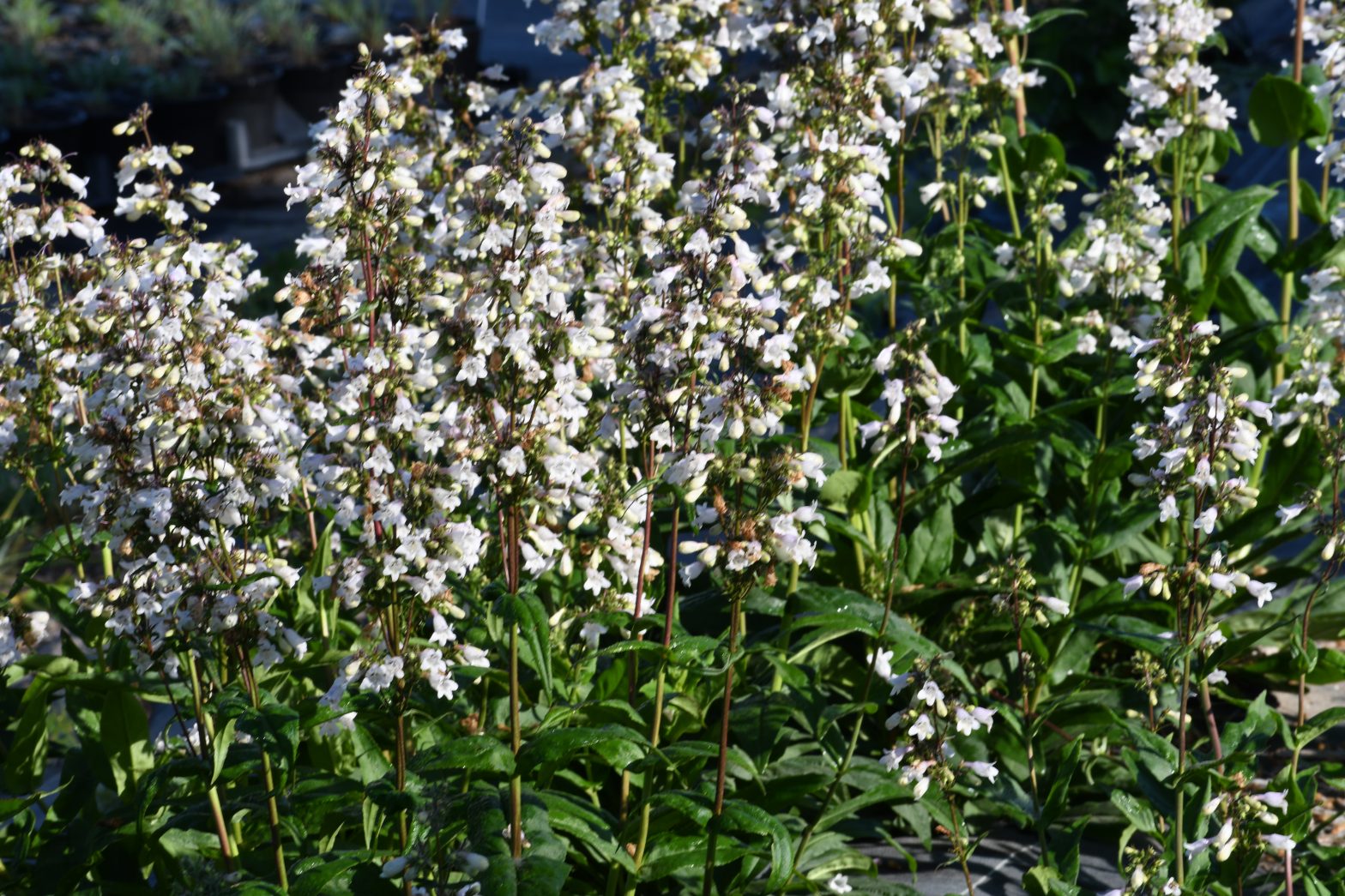 Penstemon laevigatus, commonly called eastern beardtongue, is a North American native perennial that thrives in medium to dry soils in full sun.
