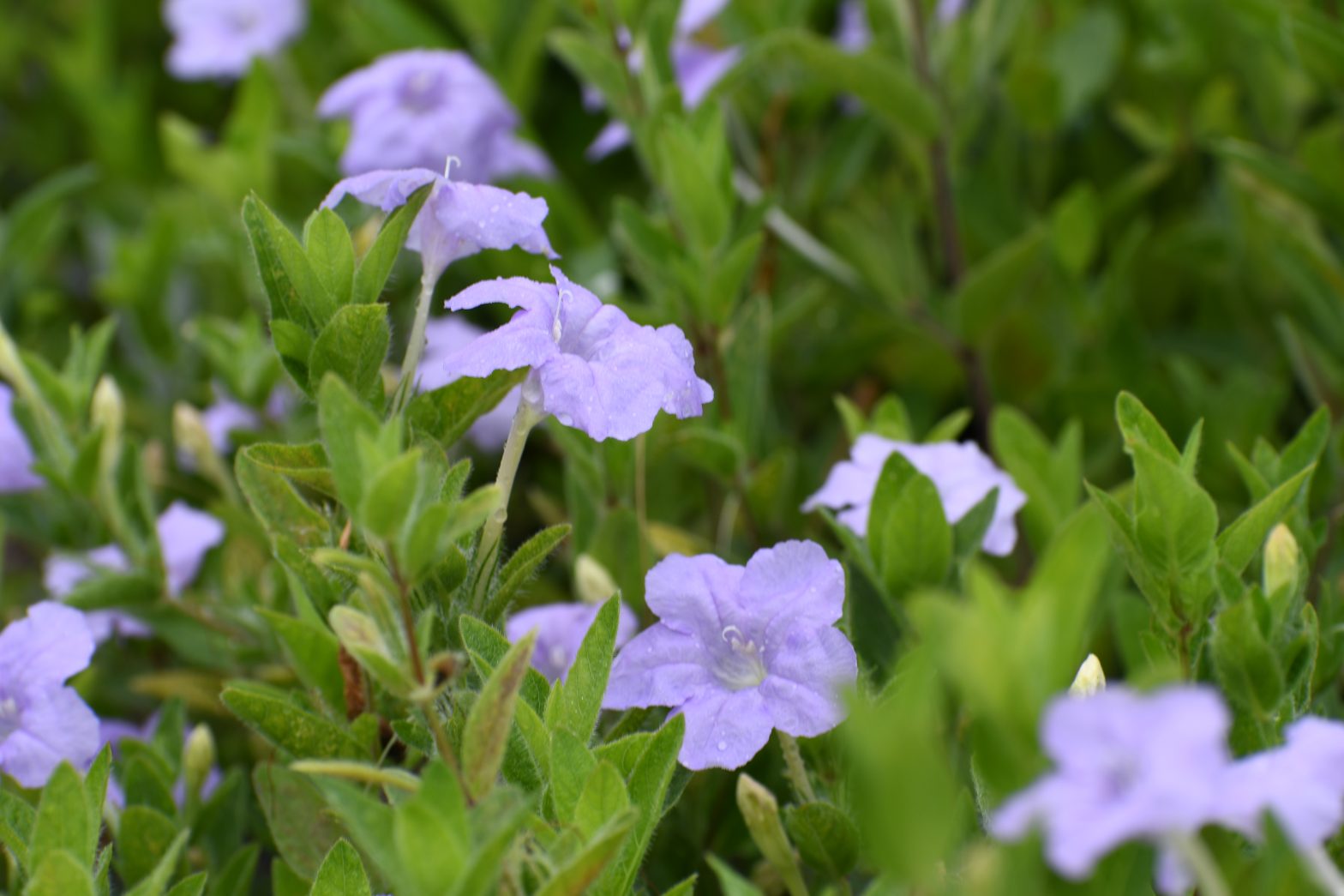Ruellia humilis, commonly called wild petunia, is a North American native perennial that thrives in dry to medium soil in full sun to part shade.