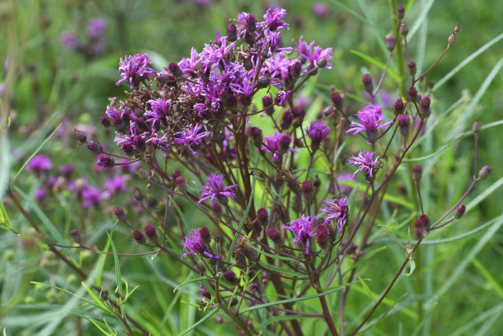 Vernonia angustifolia, commonly called tall ironweed, is a North American native perennial that thrives in medium to dry soils in full sun to part shade.