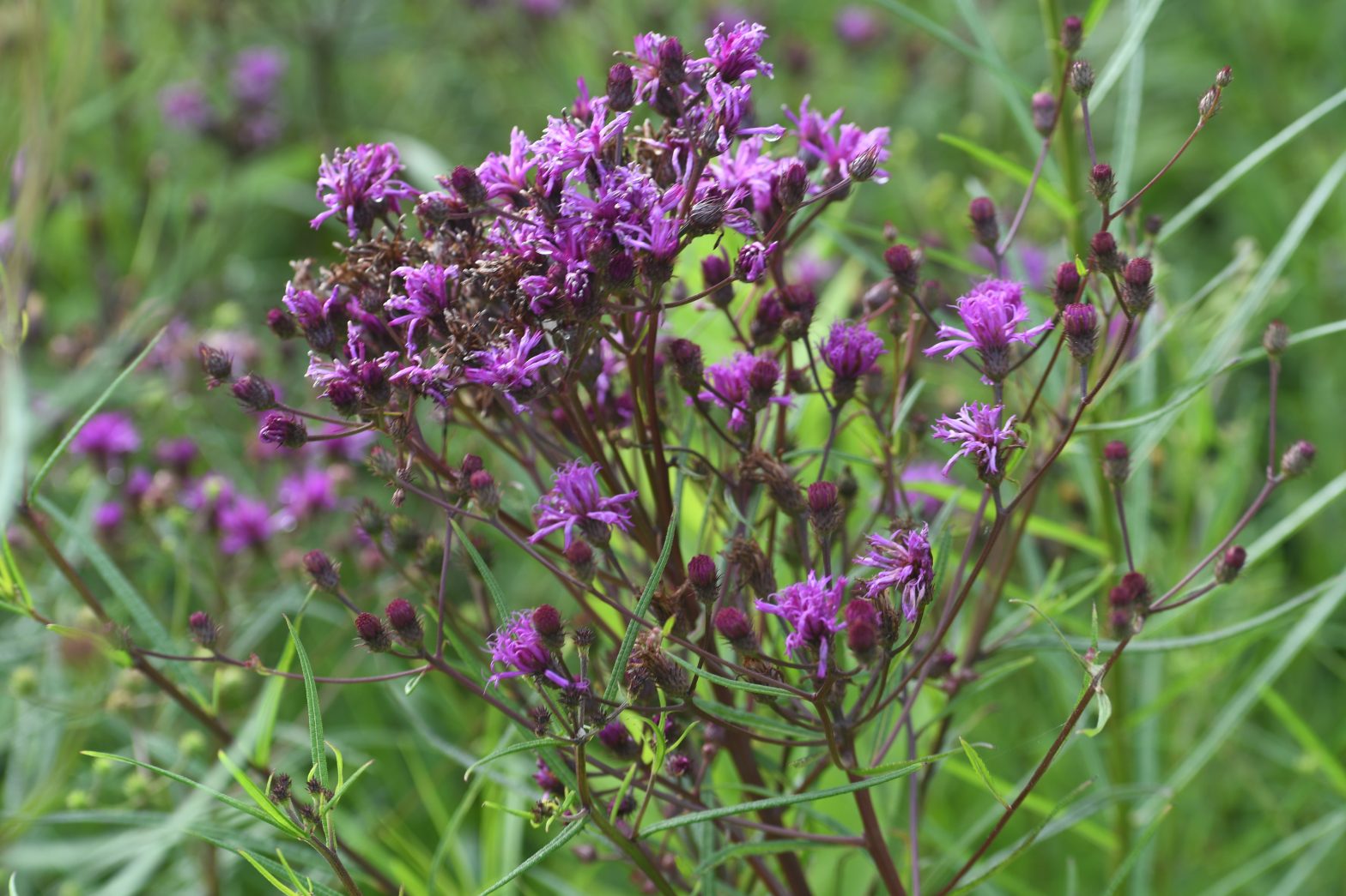 Vernonia angustifolia, commonly called tall ironweed, is a North American native perennial that thrives in medium to dry soils in full sun to part shade.