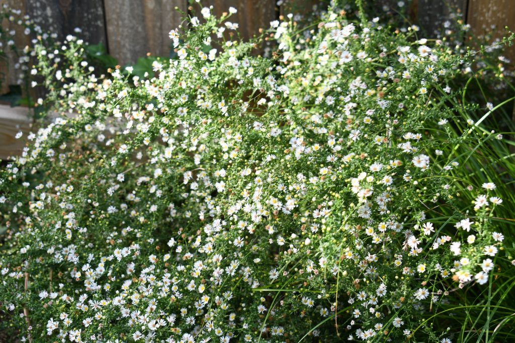 Aster ericoides, commonly called white heath aster, is a North American native perennial that thrives in medium to dry soils in full sun.