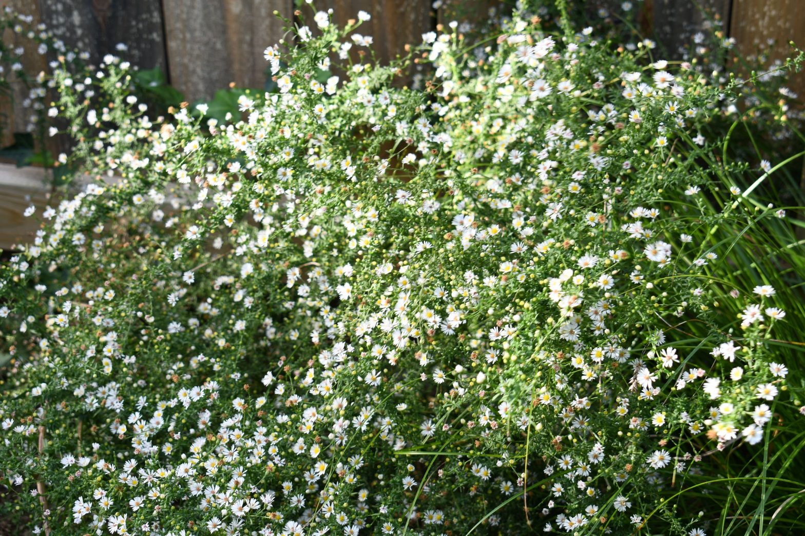 Aster ericoides, commonly called white heath aster, is a North American native perennial that thrives in medium to dry soils in full sun.