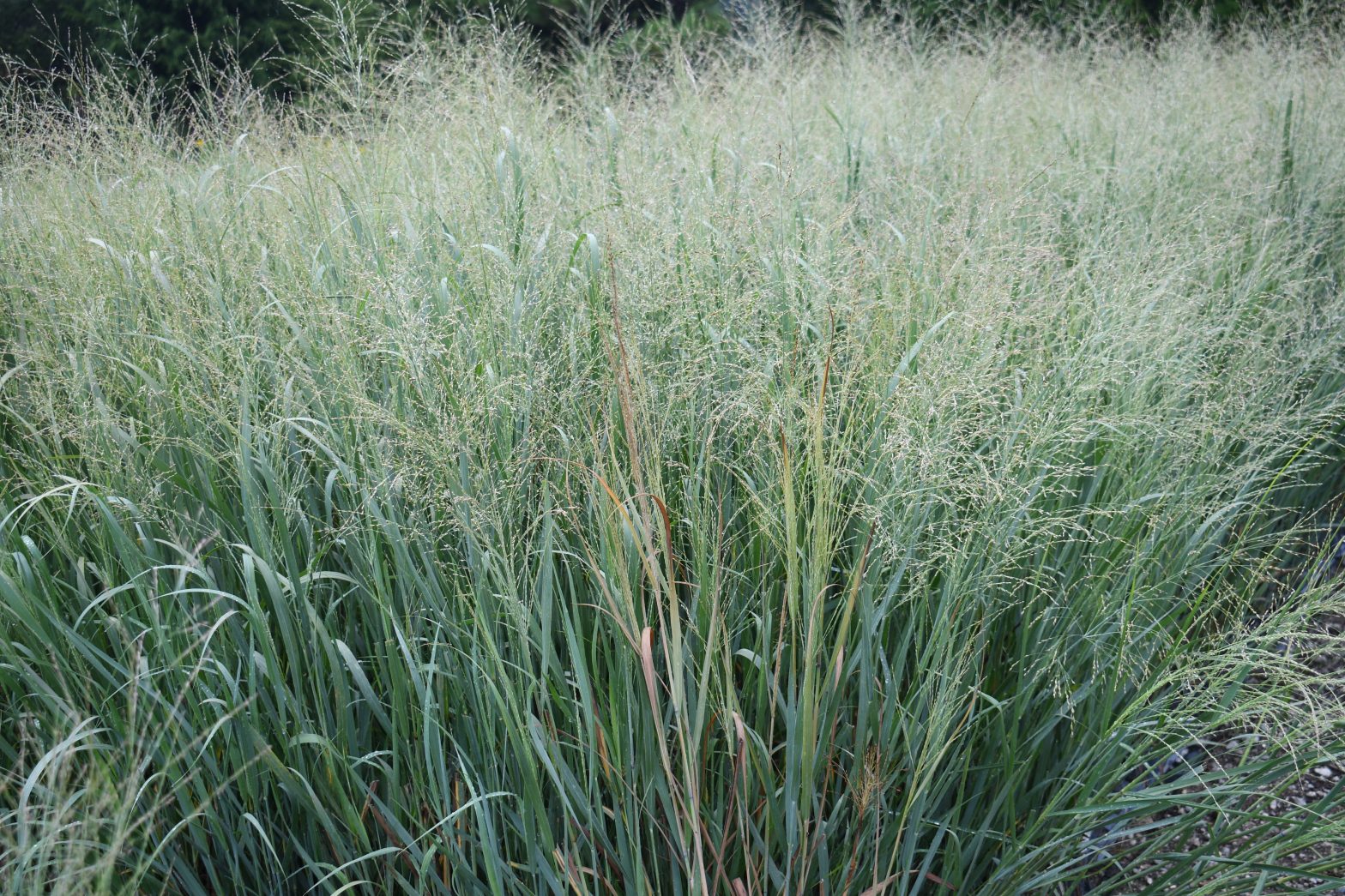 Panicum virgatum 'Dallas Blues' is a cultivar that is cultivated from a North American native variety and patented.