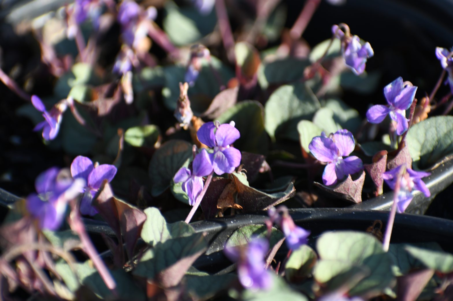 Viola walteri 'Silver Gem' is a North American native that thrives in dry to medium soil in part shade to full shade.